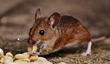 24 Hour & Emergency Exterminators in Turton, SD